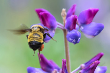 Sonoran bumblebee flying to lupine flower