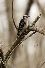 Florida Wildlife and Birds / Downy woodpecker 