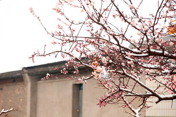 Apricot blossom in spring, white background.