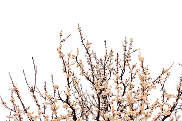 Apricot blossom in spring, white background.