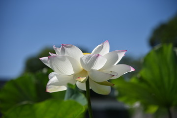 蓮の花が咲く時