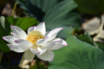 蓮の花が咲く時