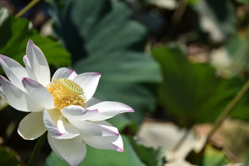 蓮の花が咲く時
