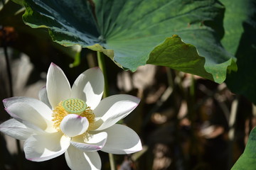 蓮の花が咲く時