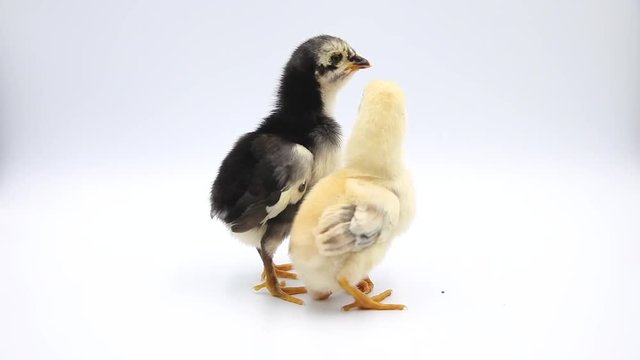 Cute two baby chicks standing at studio. Isolated on white background.