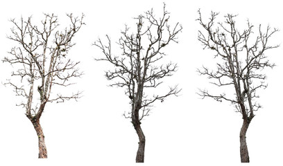 dead tree isolated collection on white background with clipping path