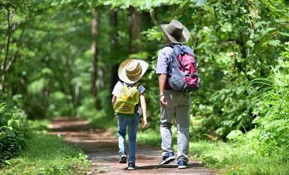 夏・緑の森を歩く