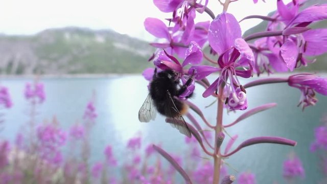 Closeup of a humblebee on a flower in superslowmotion. Captured in the alps at a beautiful lake.