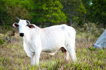  Nelore cow in the pasture looking at the camera.