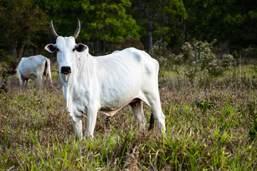  Nelore cow in the pasture looking at the camera.