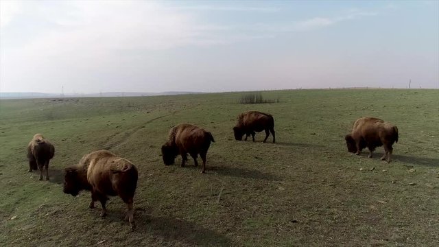 Bison grazing in open field.