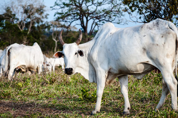  Nelore cow in the pasture looking at the camera.