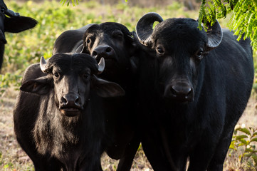 Family of buffaloes under a tree.