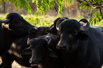 Family of buffaloes under a tree.