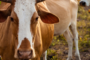 Close up of the face of a cow spotted on the grass.
