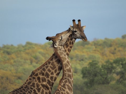 Two giraffes nuzzling