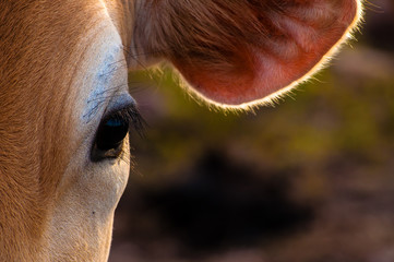 Close up of the face of a cow spotted on the grass.