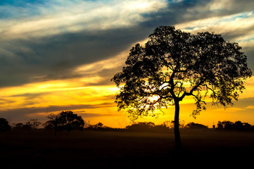 Silhouette of tree against the sunset.