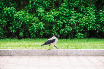 Black crow walks on border near gray sidewalk on background of rich greenery with copy space. Raven on pavement near green grass and bushes. Wild bird on asphalt close up. Predatory animal of city.
