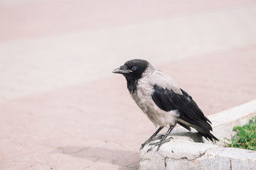 Black crow walks on border near gray sidewalk on background of green grass with copy space. Raven on pavement. Wild bird on asphalt. Predatory animal of city fauna. Plumage of bird is close up.