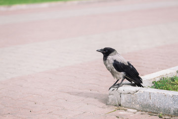 Black crow walks on border near gray sidewalk on background of green grass with copy space. Raven on pavement. Wild bird on asphalt. Predatory animal of city fauna. Plumage of bird is close up.