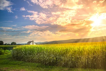 Poster Im Rahmen Lebhafter Sonnenuntergang im Maisfeld mit Sonnenstrahlen © rodphotography