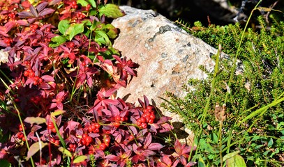 Stone Growth