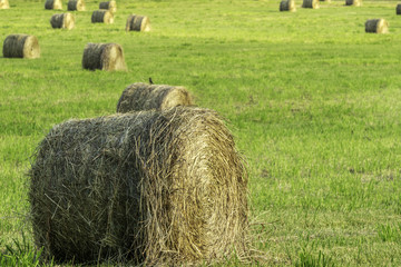 hale bales in field