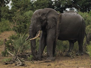 elephant rubbing mud on post