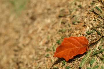 Old tree background, autumn leaf.