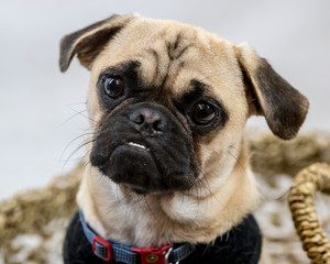 Obraz premium cute pug face with expressive look