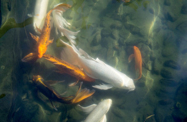 Colorful Carp Swimming in Traditional