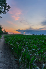 Sunset over cornfield
