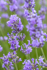 Violet colored lavender flowers.