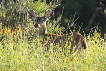 Deer in tall grass.