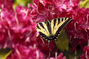 Two tailed butterfly on flowers.