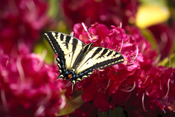 Yellow swallowtail on flowers.
