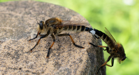 Dragon Flies