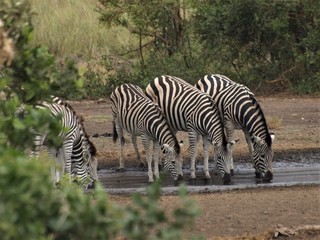 Fototapeta na wymiar zebra drinking at waterhole