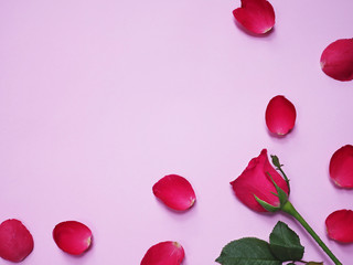 red roses with petals on pink paper background