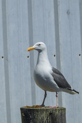 Herring gull standing on a piling.