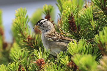 White crowned sparrow perched in the bush.