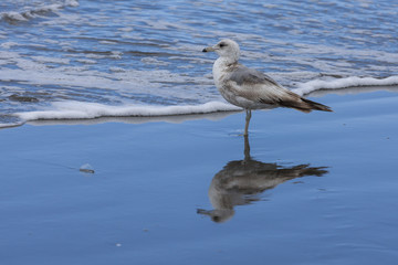 larus delawarensis, Immature ring billed gull.