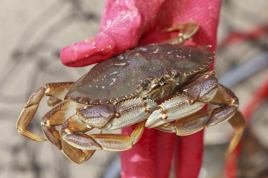 Close up of a dungeness crab.