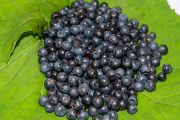 Heidelbeeren