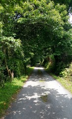 Camino arbolado