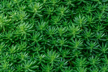 green leaf texture, Fresh tropical Green leaves background