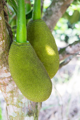 Close up of  young Jackfruit on the Jackfruit Tree