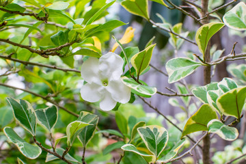 Fragrant jasmine flower