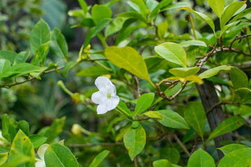 Fragrant jasmine flower
